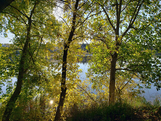Obraz premium Autumn in a forest belt on the river bank, tree branches in the rays of the sun