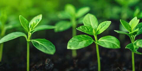 Close-up of young green seedlings growing in soil, symbolizing new life and growth.