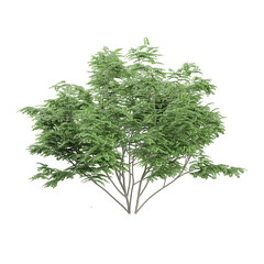 3d rendering of Maackia amurensis plant