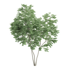 Obraz premium Dogwood Plant isolated on transparent Canvas