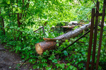 A bent iron fence on which a large pine tree fell