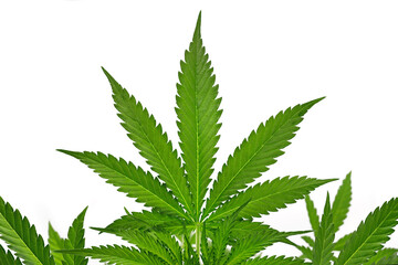 Marijuana, cannabis leaf on plant isolated on white background, close up of growing hemp leaf