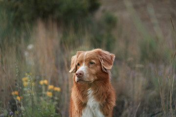 A close-up of a Nova Scotia Duck Tolling Retriever dog in a field, with its gaze directed upwards, framed by tall wild grasses.