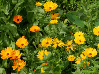 Orange and yellow Calendula flower in the garden. Vibrant and bright medicinal and edible flower in summer.