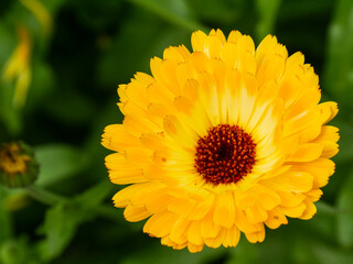 Orange and yellow Calendula flower in the garden. Vibrant and bright medicinal and edible flower in summer.