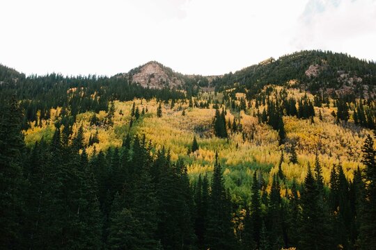 beautiful mountains with evergreen trees in summertime