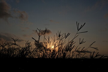Grass silhouette at sunset in the evening, Silhouette grass