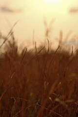 Dry grass in the field at sunset. Shallow depth of field.