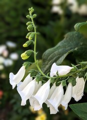 elegant foxglove in full bloom  © Alina D. Magauova 