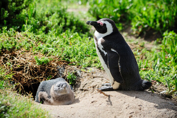 Adult black-footed penguin parenting a juvenile near its hiding place