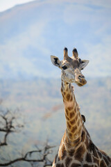 Giraffe with a bird on its head removing insects or other bugs, with copy space