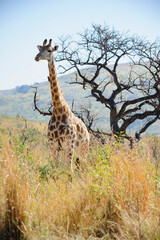 Giraffe walking in the South African savannah, accompanied by a bird on its long neck, against a backdrop of wild grassland