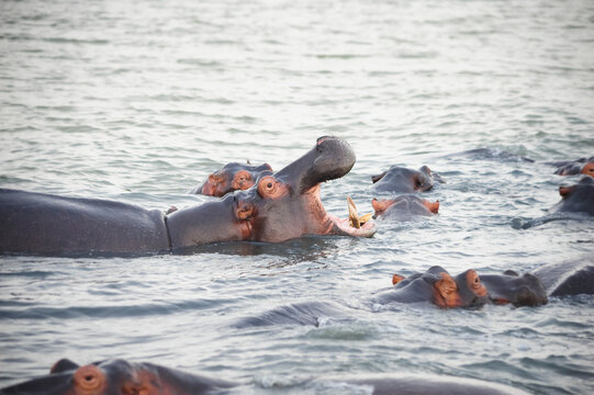 hippo with open mouth in a river in Africa and swimming with other hippos