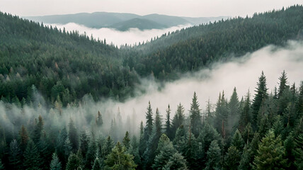 Fototapeta premium Enchanted Vintage Misty Fir Forest Landscape - Generative AI