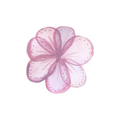 lilac sakura flower with transparent petals composition on white background watercolor illustration floral background for invitations. for clothing, wallpaper, wrapping paper, home decor