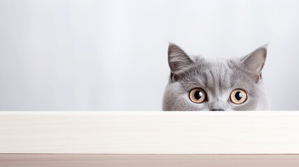 Beautiful Funny Grey British Cat Peeking Out