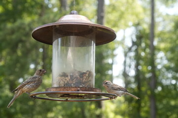 Bird at the Feeder