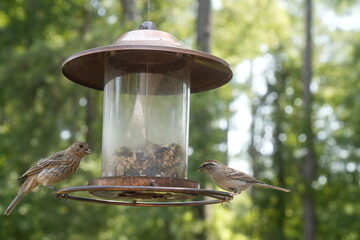 Bird at the Feeder