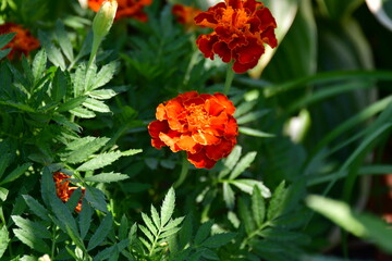 Orange Marigold Flowers