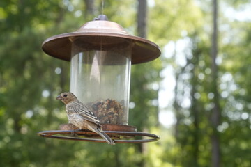Bird at the Feeder