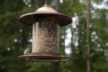 Bird at the Feeder