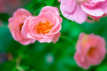 Pink rose bushes in full bloom. Pink rose head blooming. Selective focus, soft bokeh, pastel colors.