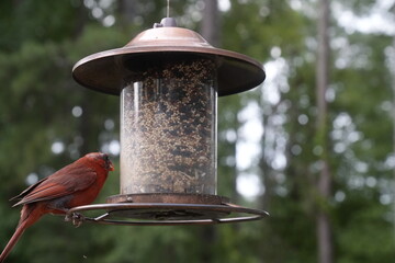 Bird at the Feeder