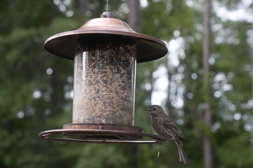 Bird at the Feeder