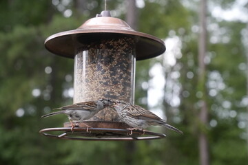 Bird at the Feeder