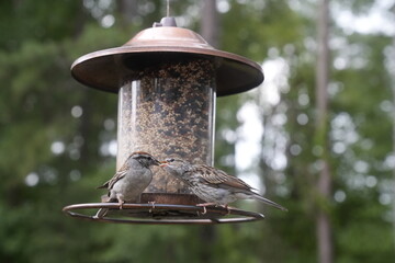 Naklejka premium Bird at the Feeder