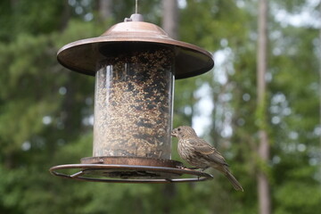 Bird at the Feeder