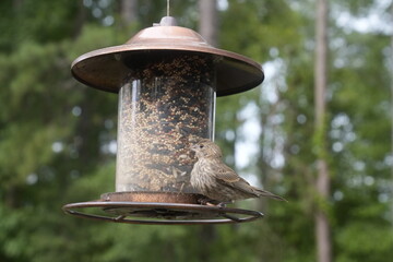Bird at the Feeder