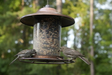 Bird at the Feeder