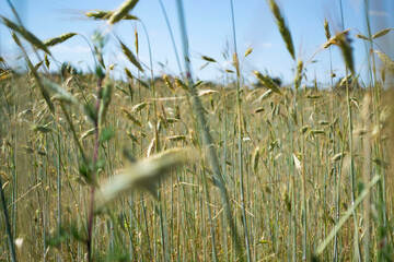 wheat field in the wind