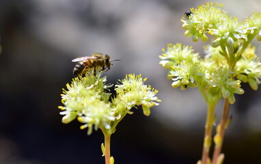 Biene auf einer Felsen-Fetthenne