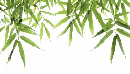 Naklejka premium Isolated bamboo leaf on white background for texture or wallpaper Chinese style