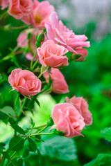 Pink rose bushes in full bloom. Pink rose head blooming. Selective focus, soft bokeh, pastel colors.
