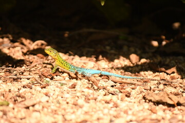 lizard in the coastal area of ​​chile