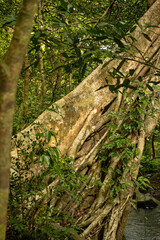 rainforest plants in the Rincon de la Viaja National Park in Costa Rica