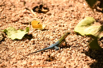 lizard in the coastal area of ​​chile