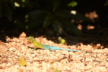 lizard in the coastal area of ​​chile