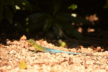lizard in the coastal area of ​​chile