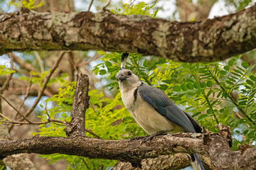 White-throated magpie-jay in Costa Rica