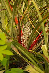 Obraz premium rainforest plants in the Rincon de la Viaja National Park in Costa Rica