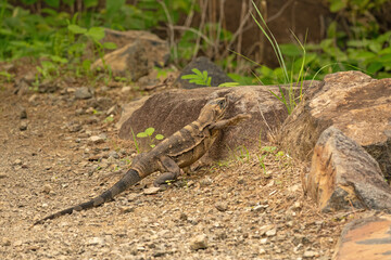 iguana in the Rincon de la Vieja national park in Costa Rica