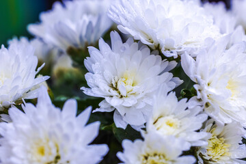 Beautiful macro view of white chrysanthemum flowers covered in raindrops.