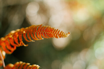 Brown fern