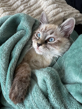 Gato cachorro de pelo suave, tierno, con fr&iacute;o o abrigados con una manta. Gattito tierno con ojos azules de raza siam&eacute;s o red point envuelto en una sabana.