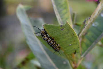 Striped Caterpillar on Leaf