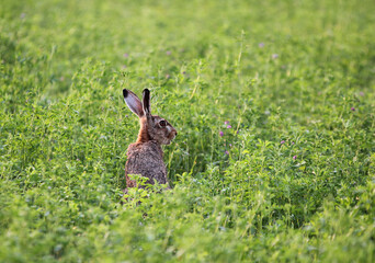 Hare in meadow